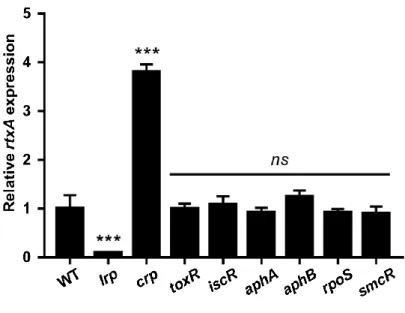 Figure  II-1.  Expression  of  rtxA  in  V.  vulnificus  with  different  genetic  background