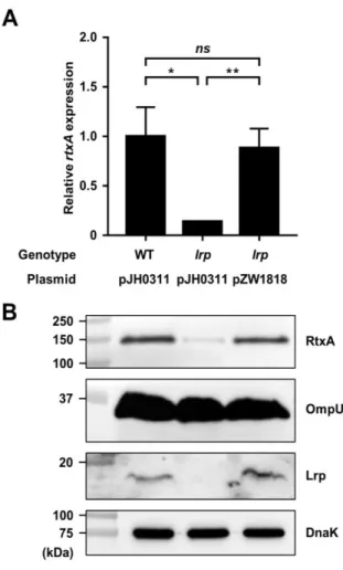 Figure II-2. Effect of the lrp mutation on the rtxA expression. Total RNAs and 