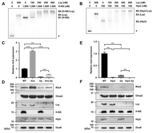Figure II-5. Lrp activates the rtxA expression independently of H-NS and HlyU. 