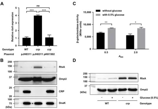Figure II-8. Effects of the crp mutation and glucose on the rtxA expression. (A 
