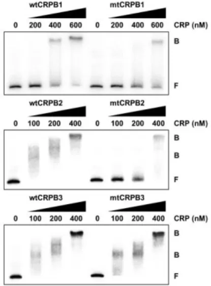 Figure  II-10.  Mutations  in  the  CRP-binding  sequences  affect  the  binding  of  CRP to and activity of P rtxA 