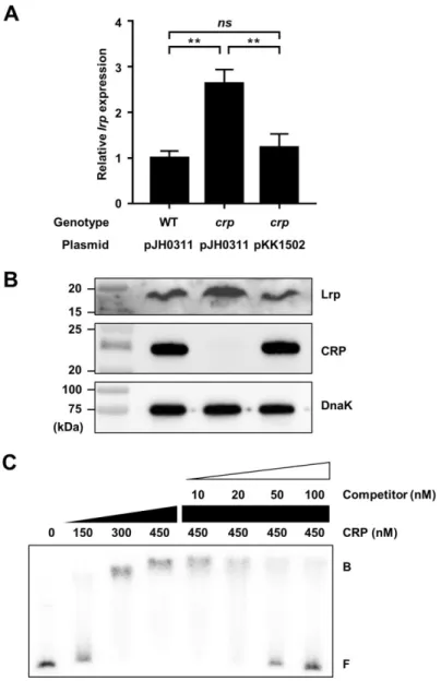 Figure  II-11.  CRP  represses  the  lrp  expression  by  directly  binding  to  the  upstream  region