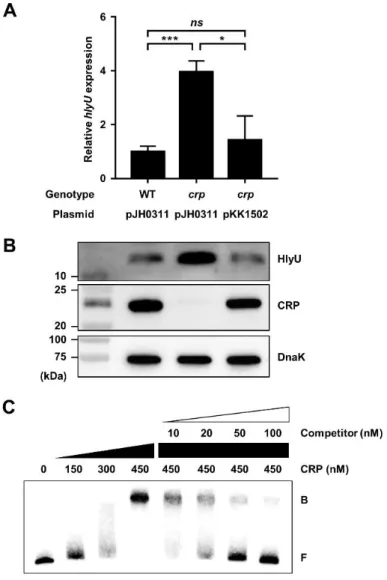 Figure  II-12.  CRP  represses  the  hlyU  expression  by  directly  binding  to  the  upstream  region