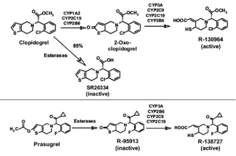 Fig. 2 Schematic representation of the metabolism of clopidogrel and prasugrel  5)