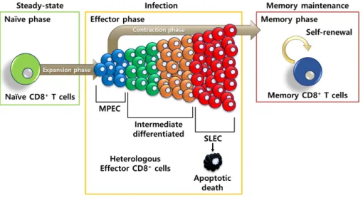 Figure 2. Cartoon for effector precursor differentiation model. 