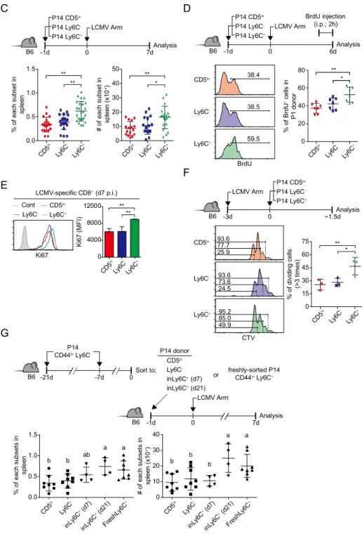 Figure  8.  The  expansion  of  Ly6C +   subsets  is  superior  to  Ly6C -   subsets  during LCMV infection