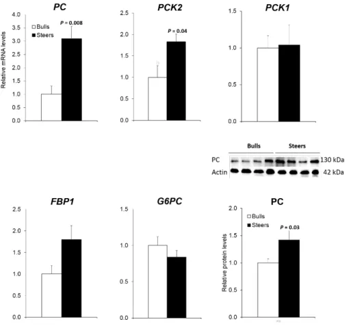Figure 2. Hepatic expression levels of genes for gluconeogenesis from glucose 