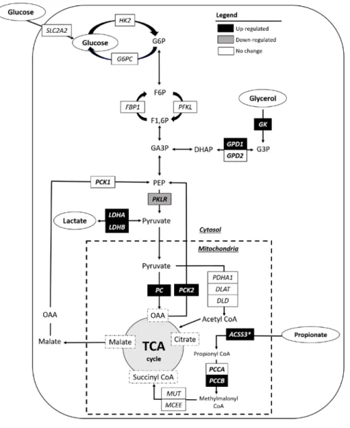 Figure  5.  Changes in the hepatic expression levels of genes for 