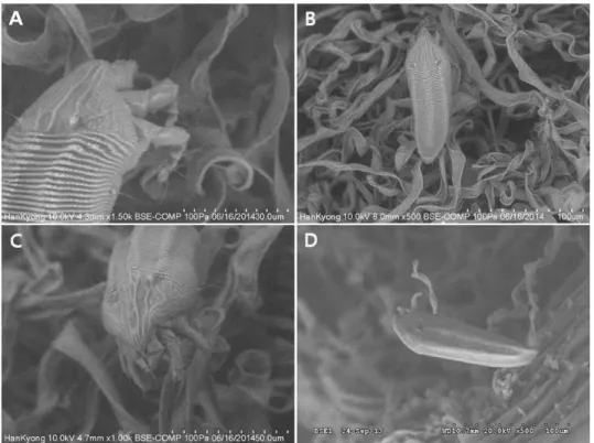 Fig. 2. Observation of C. vitis on the grape leaf using scanning electron 