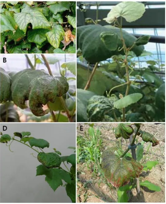 Fig. 5. Symptoms similar to damage caused by C. vitis (A) deficiency 
