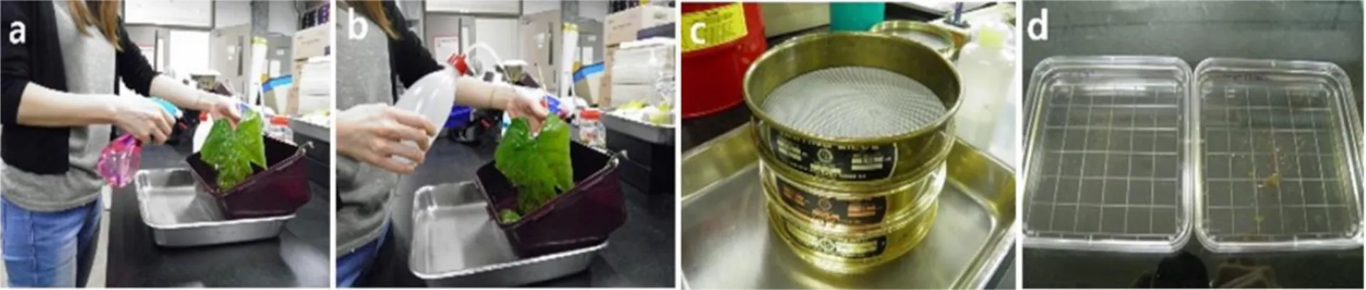 Fig. 6. Estimation of population density using modified washing &amp; sieving method in this thesis (a, spraying detergent 