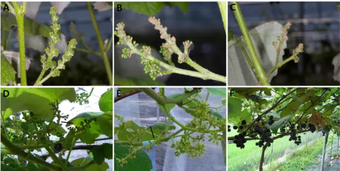 Fig. 7. Damage symptoms caused by C. vitis feeding on flower buds during growth stages of grapevine