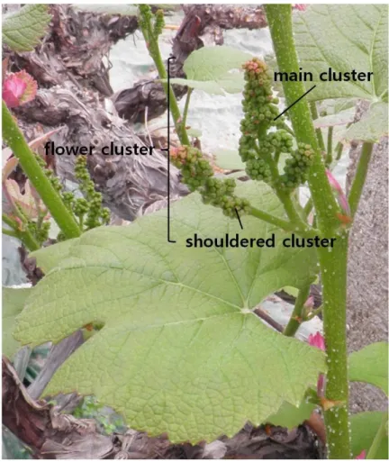Fig. 8. Structure of the flower cluster of the grapevine 