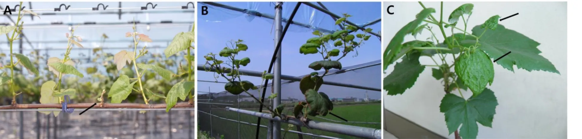 Fig. 9. (A) Stunted shoot; (B) bronzing or russeting of leaves; (C) Distorted or curled young leaves