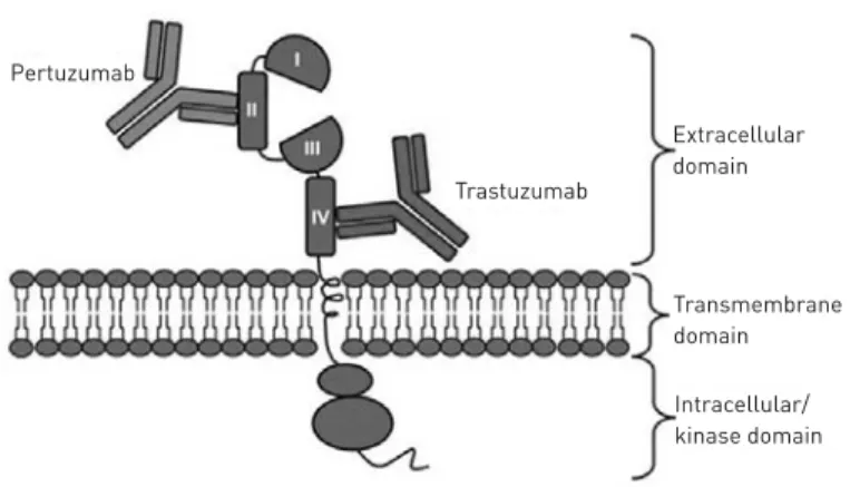 Fig. 4 Complementary mechanism of action in pertuzumab and trastuzumab
