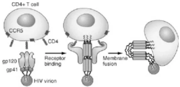 Fig. 2 Binding  and  fusion  of  HIV-1  with  its target cell 3)