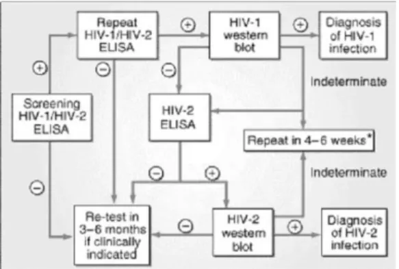 Fig. 4 Algorithm for the use of serologic tests in  the  diagnosis  of  HIN-1  or  HIV-2 infection 3)