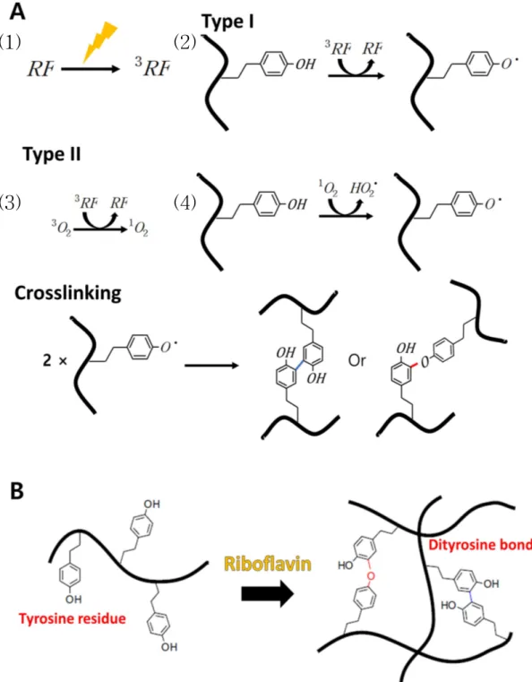 Figure 1. (A) A detailed mechanism by which riboflavin initiates crosslinking of tyrosine residues