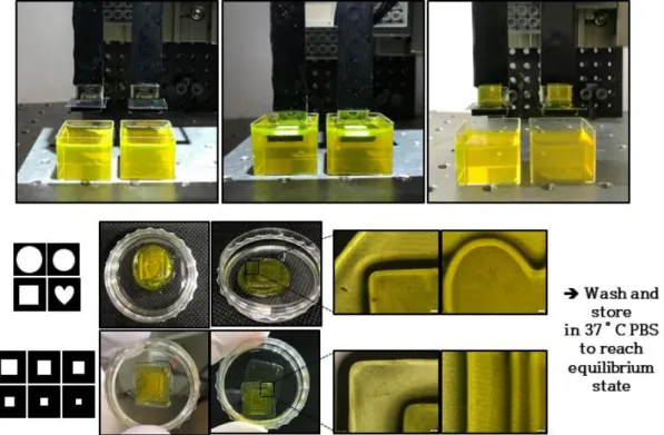 Figure 2. (A) Process of stacking silk fibroin based hydrogel with digital light processing(DLP)