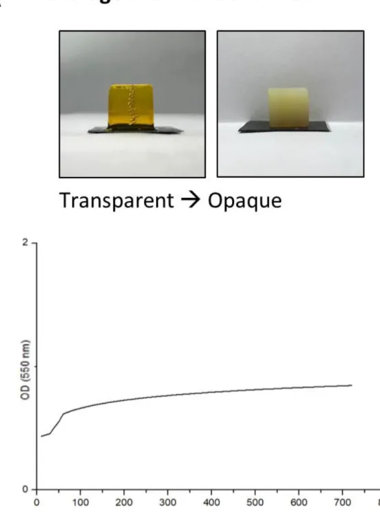 Figure 5 (A) Silk fibroin hydrogel polymerized by riboflavin, which becomes opaque according to 72 h storage at 37 °C in PBS