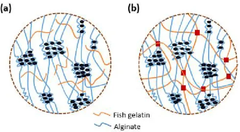 Figure  4.  The  schematic  diagram  of  crosslink  structure  of  alginate/gelatin  (a)  and  alginate/gelatin  methacrylate  (b)  blend  fibers