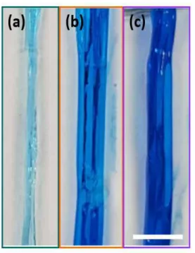 Figure  7.  Photographs  of  alginate  (A10)  (a),    alginate/gelatin  (A6G4)  (b),    alginate/gelatin  methacrylate  (A6GM4)  (c)  blend  fibers  after  dyeing  with  blue  acid  dye