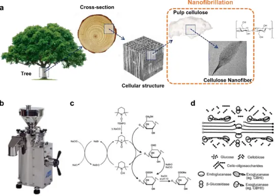 Figure  4.  Top-down  process  for  cellulose  nanofiber  extraction.  (a)    Hierarchical  structure  of  wood:  from  tree  to  cellulose,  (b)  Image  of  mechanical grinder, (c) Regioselective oxidation of C6 primary hydroxyls of  cellulose  to  C6  ca