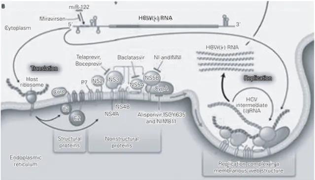 Fig. 1 Life cycle of the hepatitis c virus (HCV) and targets of therapy