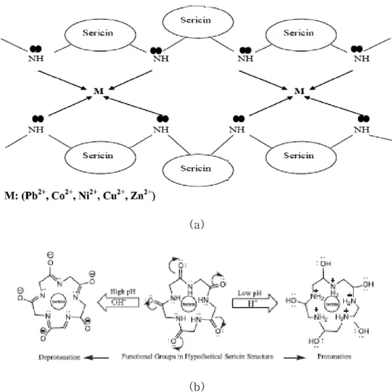 Figure 3. Metal-sericin complexation during the process of chelation  of  metal  ions  with  active  amino  groups  of  sericin  (a)  and  possible  protonation and de-protonation of sericin biopolymer at low and high  pH (b) [71]