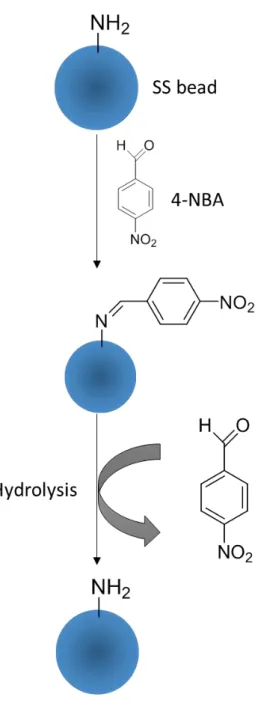 Figure 5. Reaction scheme of 4-NBA with the free amine groups on  the surface of SS bead 