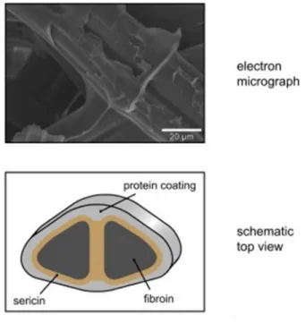 Figure  1.  Electron  micrograph  and  schematic  illustration  of  silk  fiber  composed of silk fibroin (SF) and silk sericin (SS) [39]