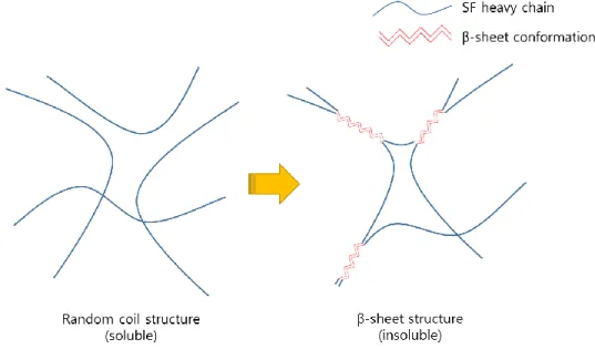 Figure 3. Schematic illustration of structural transition of SF molecular chains  during gel formation