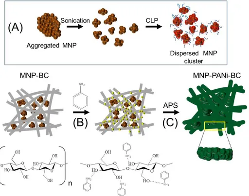 Figure  3-1.  Preparation  of  electromagnetic  BC  nanocomposites.  (A)  Dispersion  mechanism  of  MNPs  using  CLP  stabilizer,  (B)  addition  of  aniline  to  BC  membrane,  and  (C)  oxidative  polymerization  by  ammonium persulfate