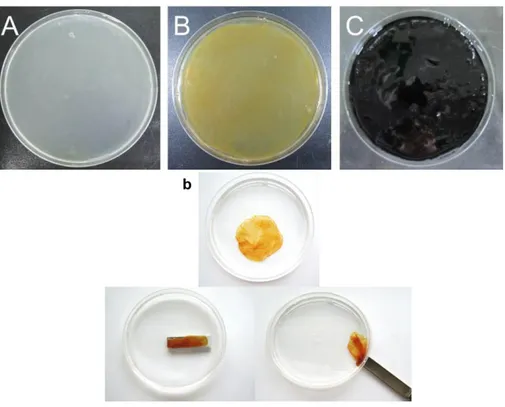 Figure 3-3. Optical images of (A) pure BC, (B) MNP-BC, and (C) PANi- PANi-MNP-BC.  (b)  is  optical  images  for  showing  the  magnetic  property  of  MNP-BC using a magnetic bar