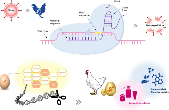 Fig. 3.  Applications of genome-edited chickens in avian influenza (AI) resistance and egg protein modification