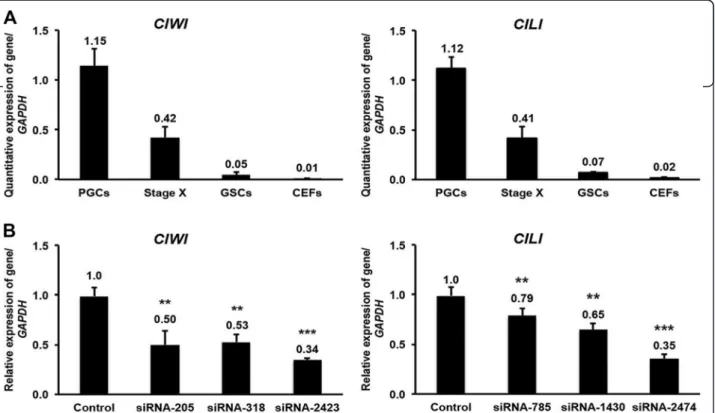 Figure 4 qPCR and knockdown analysis of CIWI and CILI. (A) qPCR quantitative expression analysis of the chicken piRNA pathway genes CIWI and CILI in PGCs, stage X blastoderms, GSCs, and CEFs