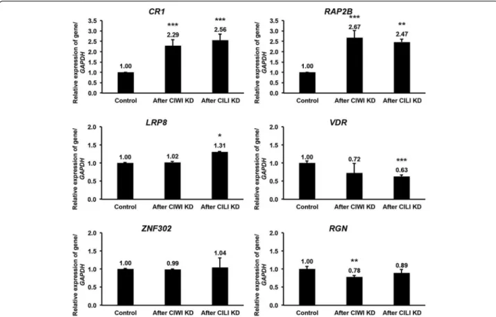 Figure 5 Effects of CIWI and CILI knockdown on the expression of piRNA-linked genes. Effects of chicken piRNA pathway genes CIWI and CILI knockdown on the expression of six putative piRNA-linked genes including CR1, RAP2B, LRP8, VDR, ZNF302, and RGN using 