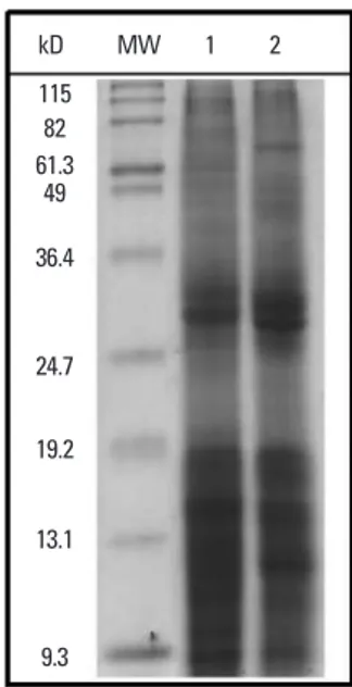 Fig. 1. SDS-PAGE of house dust mite protein extracts. MW, molecular weight 