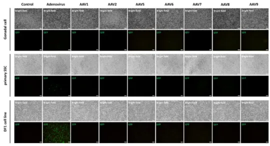 Figure  4-2.  In  vitro  non-integrating  viral  vector  transduction  in  primary  chicken  germline  cells  and  somatic  cell  lines