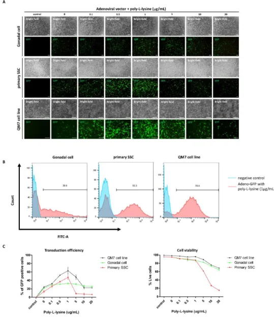 Figure 4-3. Optimization of in vitro adenoviral transduction in quail cells with  poly-L-lysine