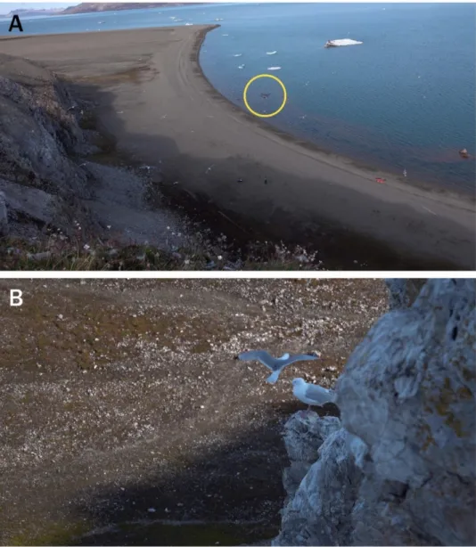 Figure 4. Site images during the flight, taken on the coastal cliff. (A) Kittiwakes did not show  any behavioral difference while a remotely piloted aircraft took a series of images, but (B)  kittiwakes showed aggressive behavior toward a Glaucous Gull