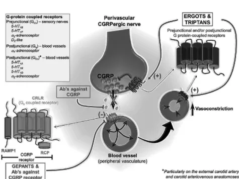 Fig. 1 Mechanism of action for GCRP mAb 10) 용법