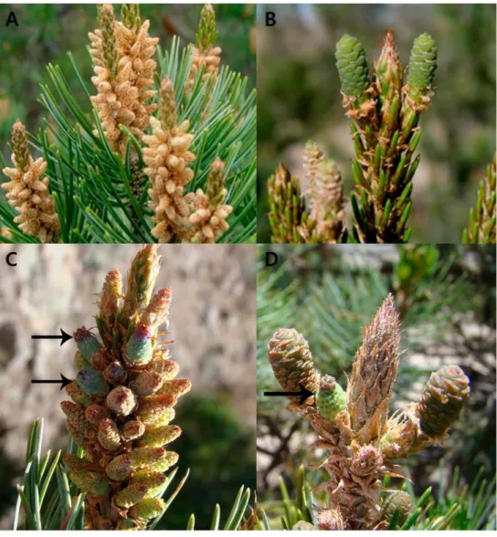 Figure 1-4.  Disposition of pollen, ovulate, and bisporangiate cones  of  Pinus johannis 