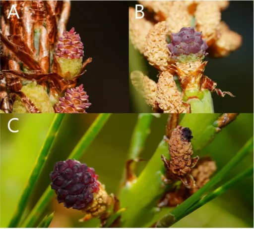 Figure 1-8. A : immature BS, B : mature BS, C : lived BS (left),    dead BS (right)  양성구화가  끝까지  발달하고  성숙하여  발달을  멈추었을  때  양성구화  내의  암수  구조의  비율  또한  구화  별로  차이를  보였다