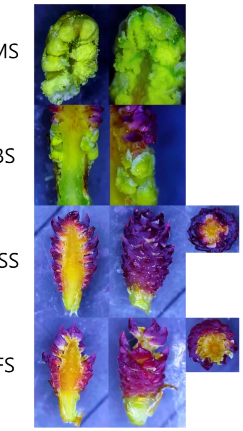 Figure 1-9. Cross section of MS, BS, FSS and FS by dissection    microscope 