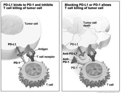Fig. 1 Immune checkpoint inhibitors 2)
