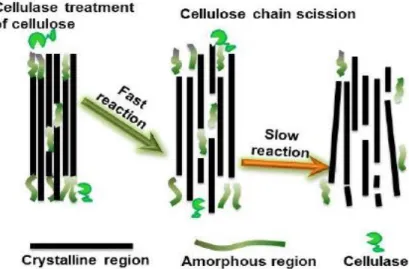 Fig. 2-1. Hypothesis of cellulose chain scission due to enzyme treatment (Liu  et al. 2015).