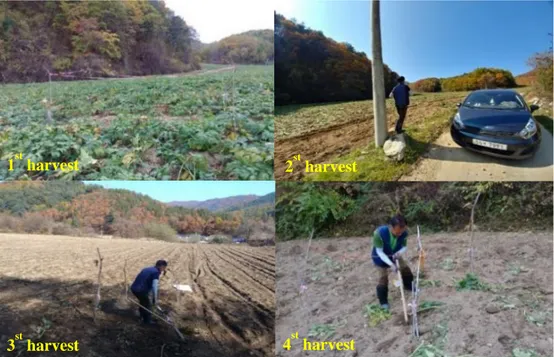 Figure 8. The Cultivation site of Angelica gigas Nakai in Pyeongchang, Gangwon-do,    Korea by harvest time (Pye1-1)