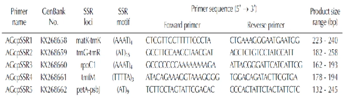 Table  10.  Summary  of  the  5  polymorphic  SSR  markers  designed from  chloroplast  DNA region in Angelica gigas (Park et al., 2016)