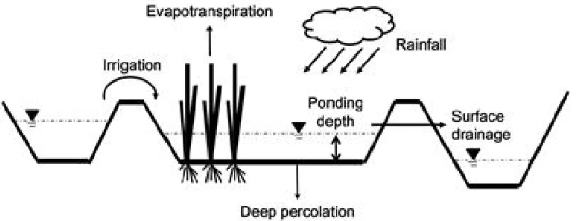 Fig.  4.4 Water  balance  components  in  a  paddy  field  (Song  et  al.,  2016b) 증발산량  산정을  위한  순별  작물계수는  유승환  등  (2006)이  제시한  값 을  활용하였으며  유효우량,  담수심,  배수량  산정을  위한  물꼬  높이와  최소 담수심은  선행연구를  참고하여  Table  4.3와  같이  적용하였다